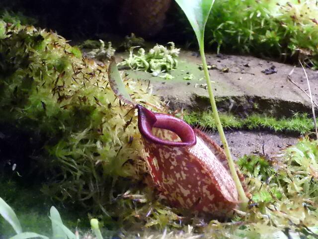 Fleisch fressende Kannenpflanze 