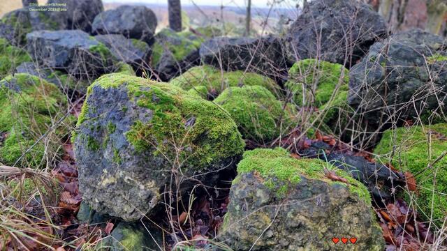 OHNE MOOS nix los´....
Dezember 2023@ana´