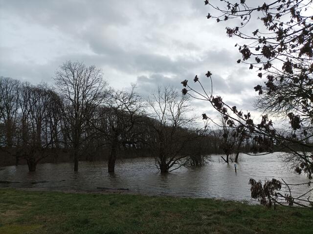 alte Lorbeerbäume vom Wasser umspült
... sonst kann man unter den alten Bäumen träumen ..... :-)