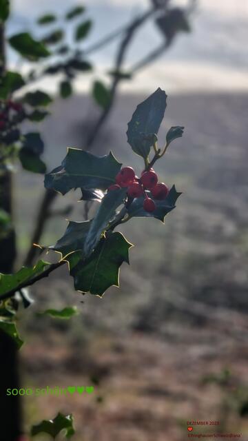 ...auch Elfringhauser Schweiz ... eine kleine PAUSE, ein arbeitsfreier Tag... ein paar Stunden SONNE mitten im Dezember ♥
2023@ana´