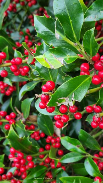 Kräftige Farben, mitten im Dezember :-)