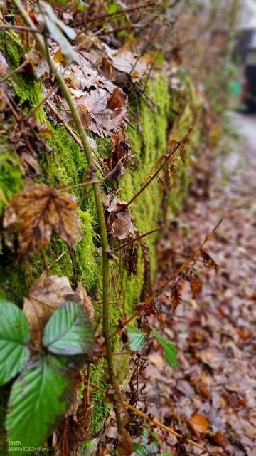 Januar-MOOS und Ähnliches´....
immer an der Wand´ lang... :-)
Januar 2024@ana´