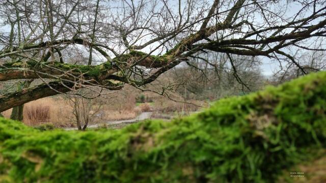 MOOS ... im GRUGAPARK Essen unterwegs
Dezember 2023@ana´