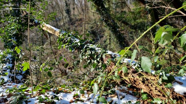wunderbares GRÜN+weiß ... harmonisch nebeneinander ...
in der Gesellschaft, in der Politik verdammt selten ...
