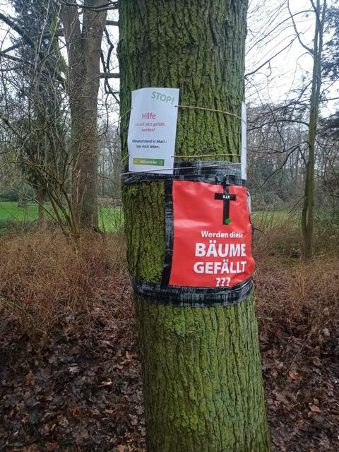 Baumschützer gegen Baumfällungen für Radweg in Marl
Foto: Christian Thieme 