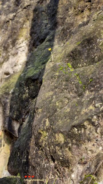 zartes Gelbes´
Februar2024@ana´