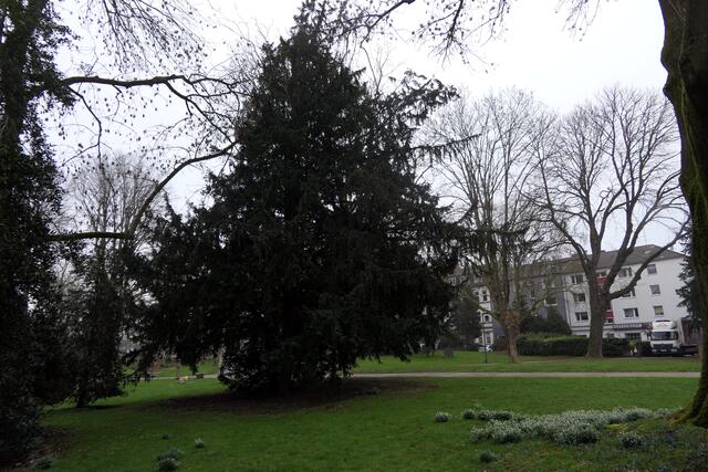 Eine von mehreren mächtigen Eiben im Gervinuspark