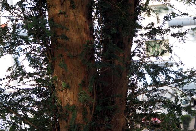 Eiben sind meist mehrstämmig mit rötlich brauner Rinde