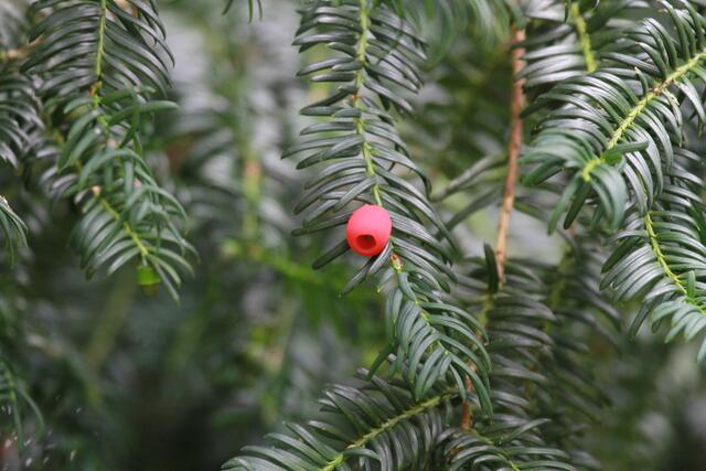 becherförmige Frucht (Scheinbeere) mit rotem Samenmantel  außen und giftigem Samenkern im Inneren