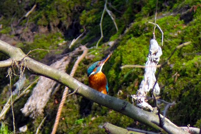 Eisvogel Weibchen mit rotem Unterschnabel.
