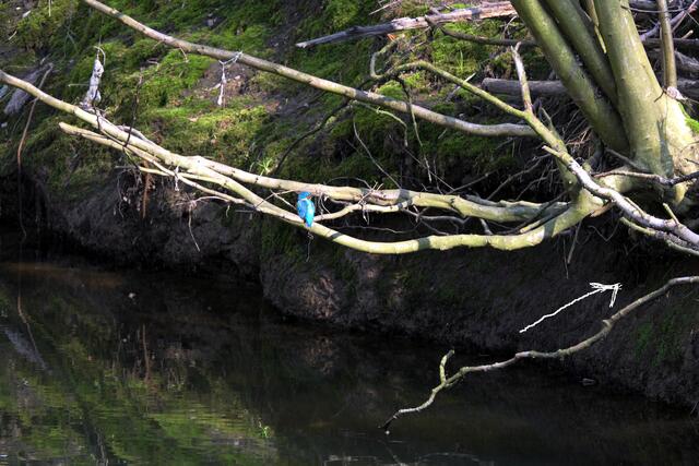 Mit Pfeil auf den Bruthöhleneingang