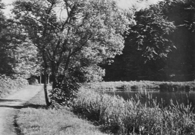 Der in den 1950er Jahren schön bewachsene Ententeich | Foto: Sammlung Horst-Dieter Kulliga