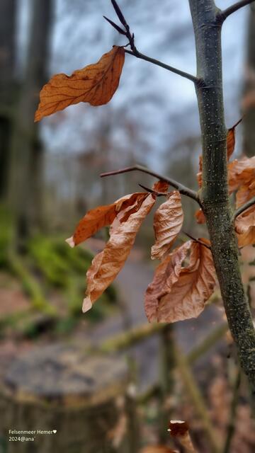 Frühling, der hier wie Herbst aussieht
 (Felsenmeer Hemer, April 2024@ana´)