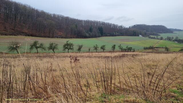bisschen´ bizarr im leichten Nieselregen-Wind´