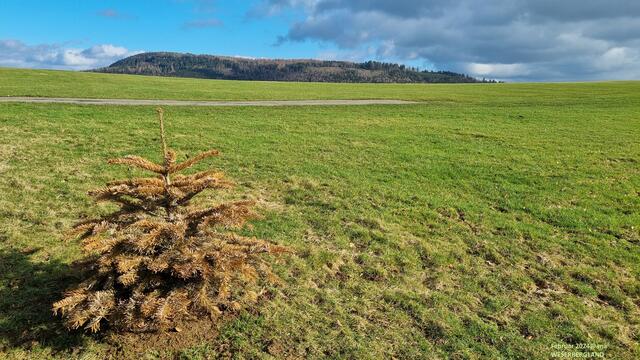 ooohhh TANNEBAUM --- so allein, is´ denn schon wieder Weihnachten ????
oder immer noch ???
( gesehen Mitte Februar)