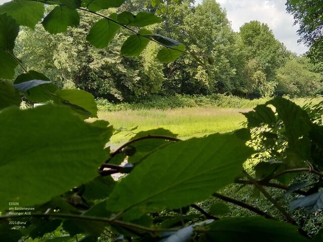 sehr G R Ü N ♥
2021@ana´