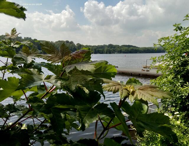 Enten ruhen am SEE ! :-)))
Schaut´ genau hin ♥
2021