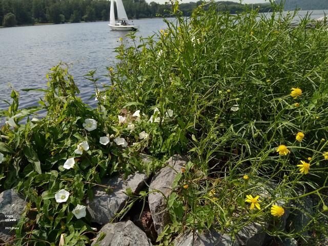 ...und noch mal´ die Segler´
2021