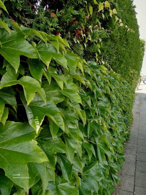 ich mag GRÜN, scheinbar :-)))