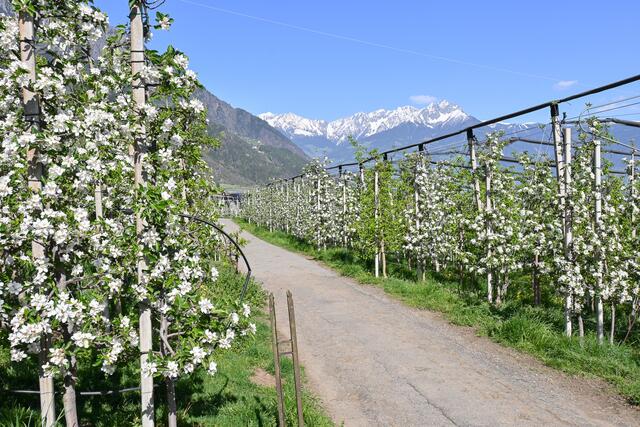 Teilweise sind die Plantagen gegen Hagelschlag durch Netze geschützt; diese werden aber nur bei Bedarf ausgerollt