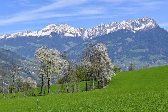 An wenigen Stellen gibt es neben den durchorganisierten Plantagen auch noch natürlich wachsende Apfelbäume