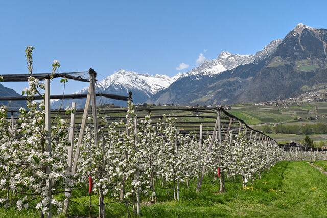 Die Kombination von Himmelsblau, schneebedeckten Bergspitzen, frischem Grün und weißen Apfelblüten hinterlässt bleibende Eindrücke