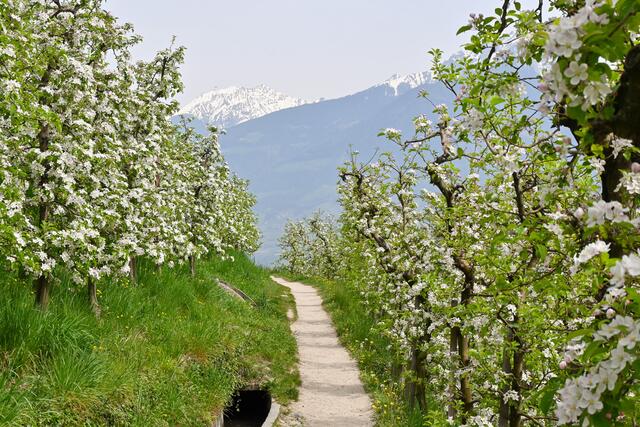 Ein "Waalweg" durch eine Apfelplantage; den Waalwegen widme ich vermutlich noch einen getrennten Beitrag