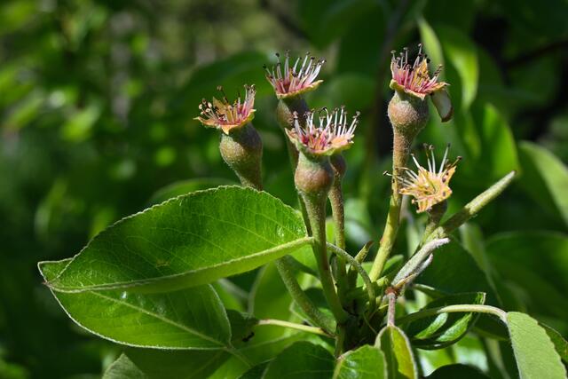 Und wenn alles gut gelaufen ist, sind unmittelbar nach der Apfelblüte schon die ersten noch sehr, sehr kleinen Äpfel sichtbar