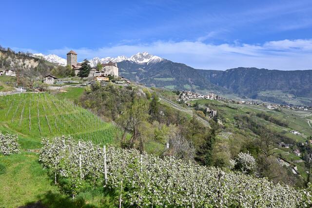 Apfelplantage unterhalb von Schloss Tirol; im Hintergrund der über 2500 Meter hohe "Ifinger"