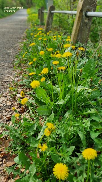 einfach, aber schön, saftig GELB-GRÜN....
