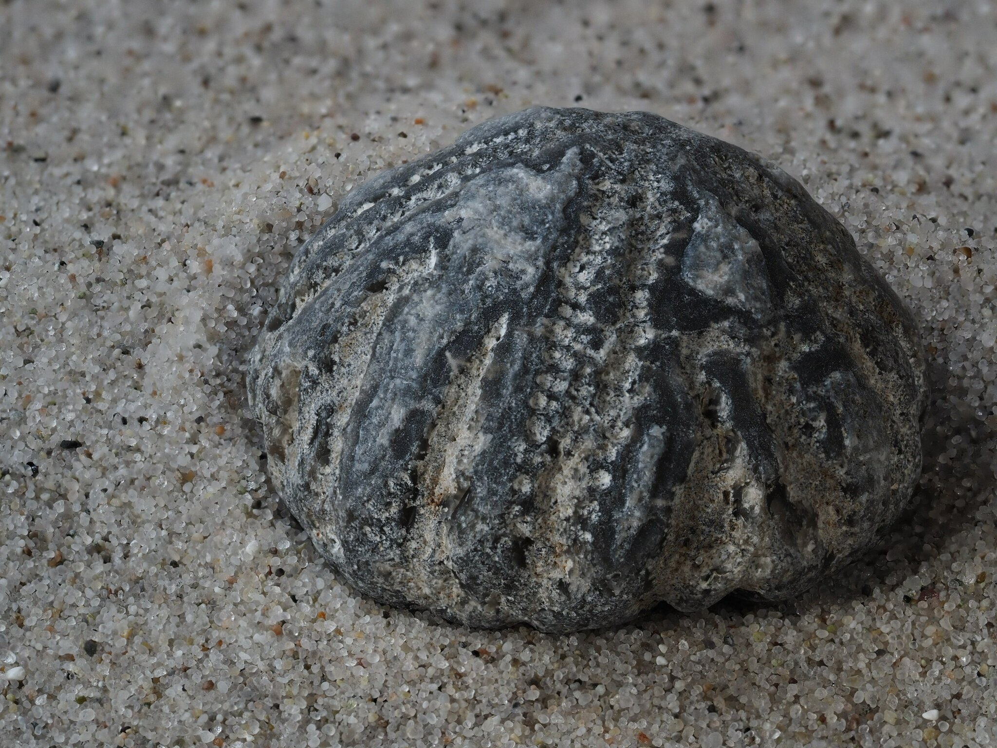 Strandfundstücke Fossilien: Urgeschichte die sich im Sand versteckt - Lünen