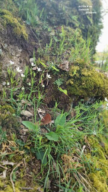 die ... hatten es mir einfach angetan :-)))