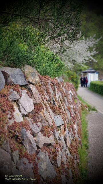am Rande...Blühendes :-)