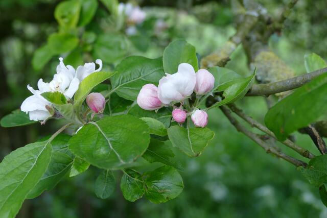 Holzapfelblüten