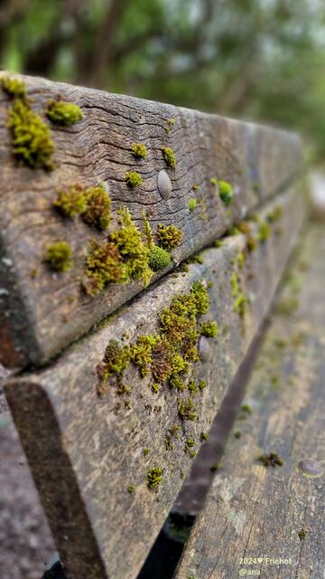 ...auf einem Friedhof...
alte verlassene Banke´
2024@ana´
