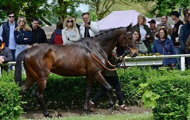 Wonnemond - 11-jähriger Wallach Ex-Galopper mit bemerkenswerten Siegen im Preis der Diana, Großer Preis von Baden, Gerling-Preis + Grosser Preis von Berlin - sein Trainer war Sascha Smrczek u. Besitzer Stall Frohmbach | Foto: Horst Nauen