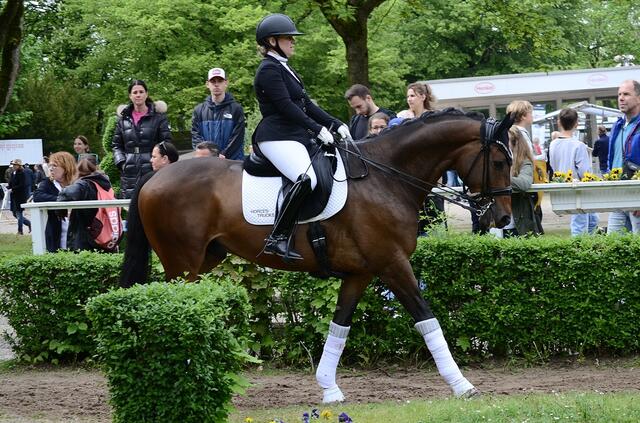 Präsentation Ex-Galopper: Dressur Kl. M bis S | Foto: Horst Nauen