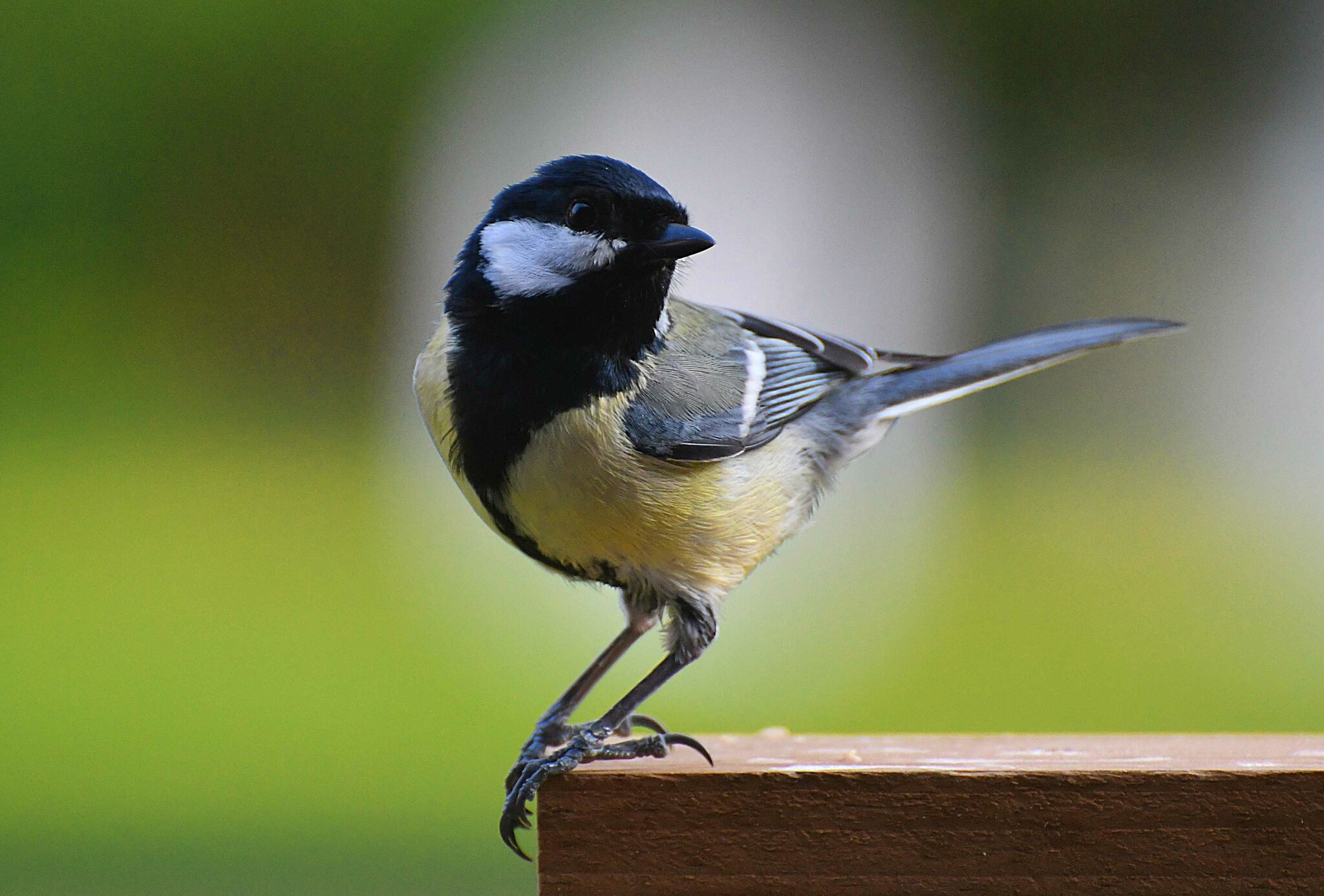 Natur Fängt Vor Der Haustür An: Fotoshooting Mit Einer Libelle