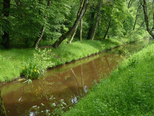 Seinen Namen hat der Rotbach übrigens von den rostfarbigen Ablagerungen, den Raseneisenerzen.