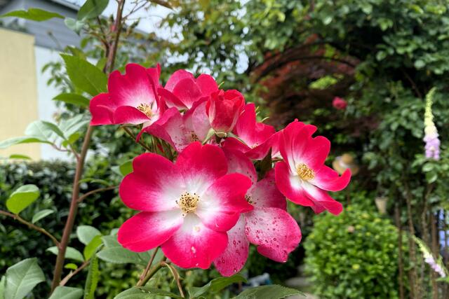 Foto: © Margot Klütsch