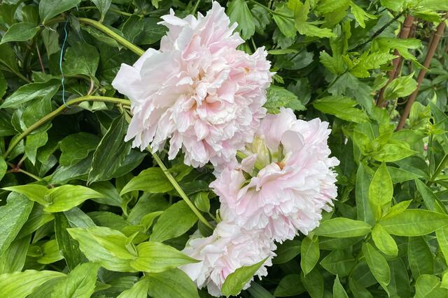 Foto: © Margot Klütsch