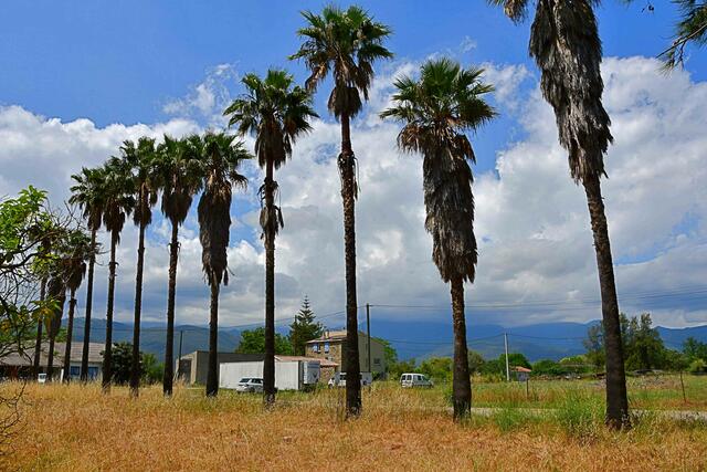 direkt neben den Palmen verläuft der Weg