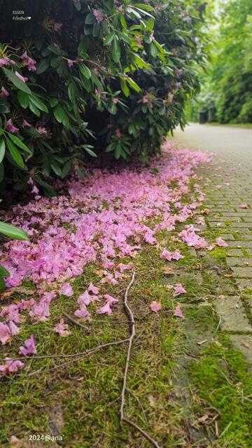Blüten ... vergänglich´
