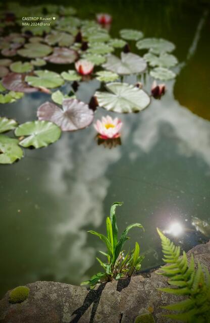 hübsch angelegt...ein GartenTeich :-) 