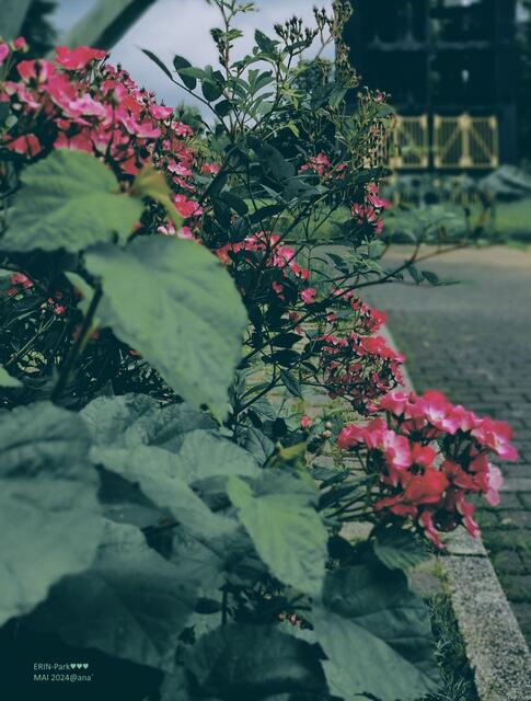 ERIN einmal ANDERS :-)
anderSehen@ana´2024