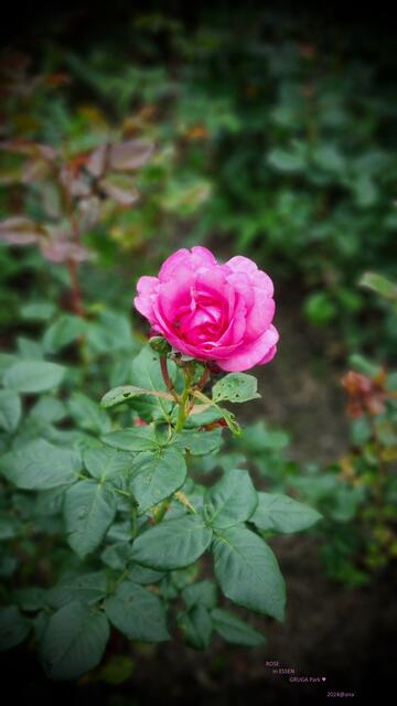 smile... zart und klein :-)