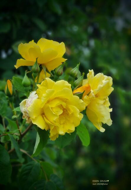 GELB GELB GELB sind alle meine Rosen :-)


2024@ana´