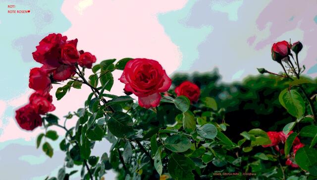 rooooote Rosen im Rosengarten der GRUGA´ Essen♥  
ein wenig bearbeites´ Bildchen´....
2024@ana´