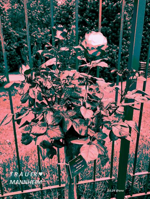 TRAUER Rose ♥

In Gedenken an MANNHEIM, R.i.P. 
Juni 2024@ana´