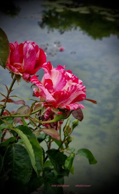 WOW, diiiiieeeeeeee gefiel mir oooo gut :-)